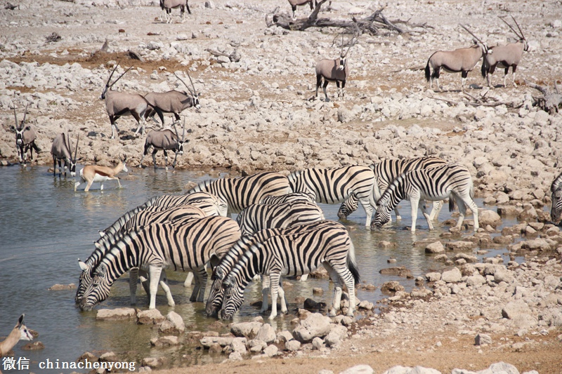 纳米比亚最大的野生动物公园-埃托沙