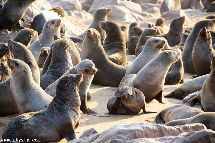 实拍十字角,全球最多的海狮聚集地视频