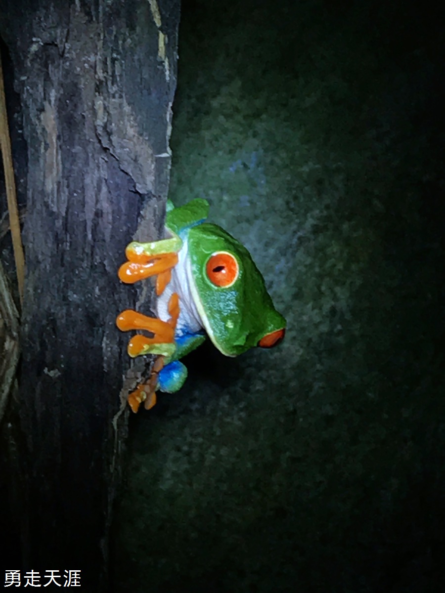 哥斯达黎加蝴蝶园、青蛙馆、夜间动物园。