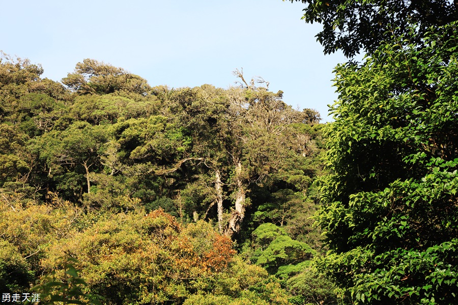 哥斯达黎加蒙特沃德云雾森林和首都圣何塞